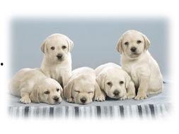 吃瓜娱乐酱小狗拍照,吃瓜娱乐酱与小狗的欢乐拍照时光